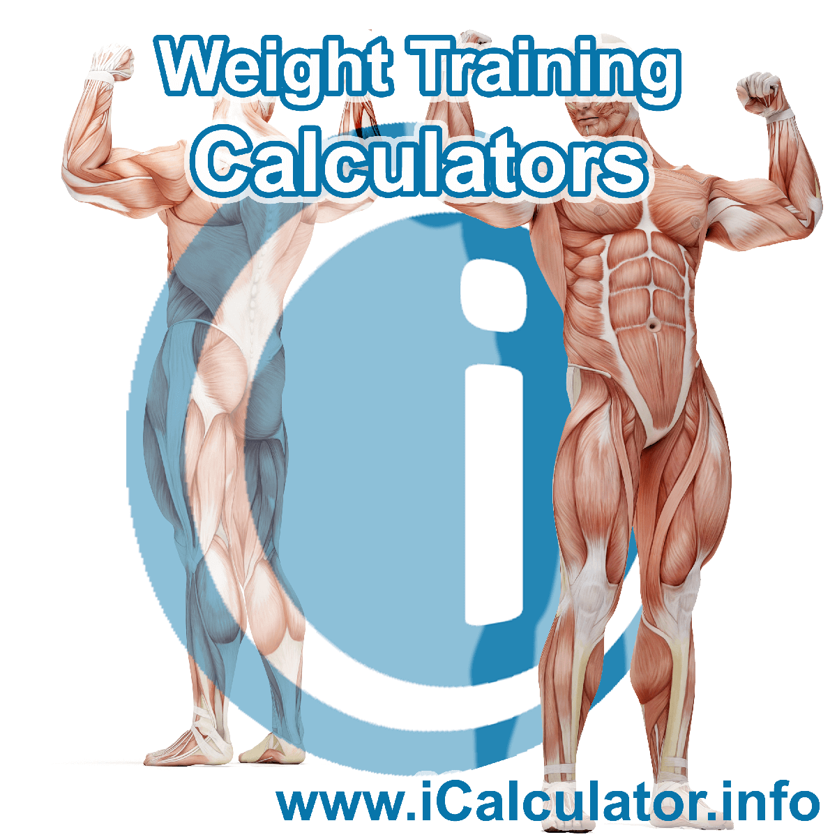 Weight Training Calculator. This image shows an Weight Training player playing weight training - by iCalculator