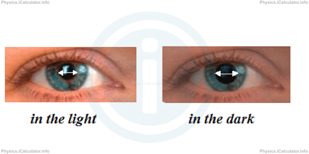 Physics Tutorials: This image provides visual information for the physics tutorial Power of Lenses. The Human Eye 